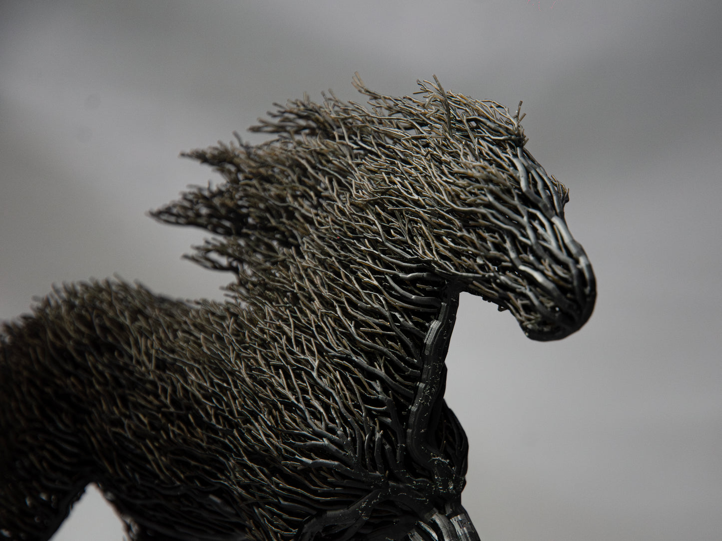 Black Grown Horse