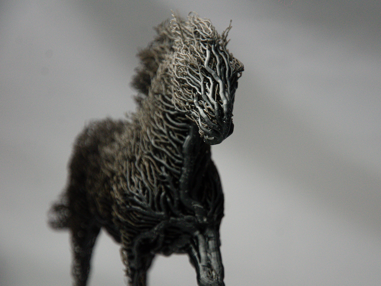 Black Grown Horse
