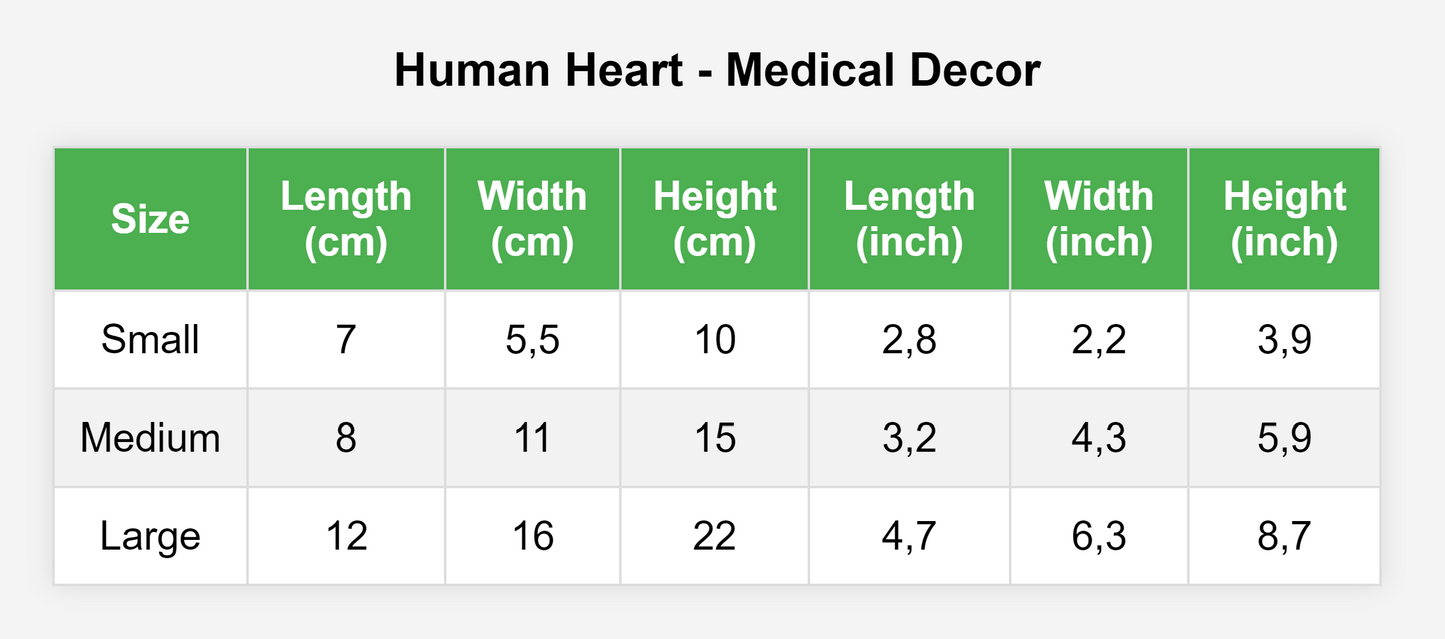 Human Heart Medical Decor