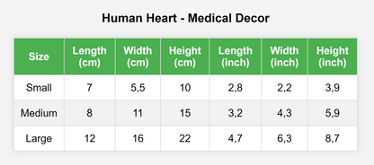 Human Heart Medical Decor